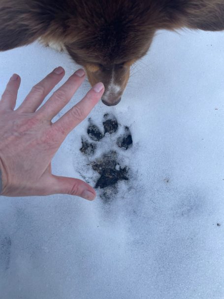 Ein echt großer Abdruck